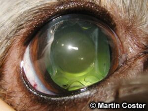 Artificial lens in the right eye of a dog after successful cataract surgery.