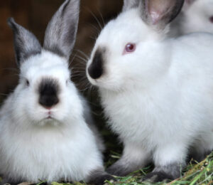 mspca-angell-kicks-off-second-annual-fee-waived-rabbit-adoptathon