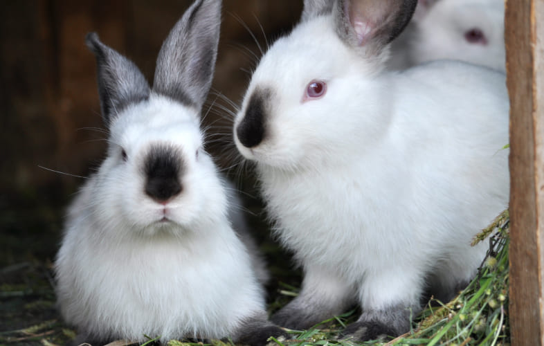 5986MSPCA-Angell Kicks Off Second Annual Fee-Waived Rabbit Adoptathon