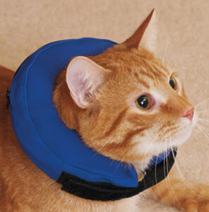 procollar-inflatable-collar-cat-drsfostersmith-dot-com