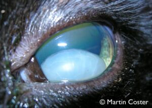 Figure 1: Anterior cataractous lens luxation in a cat.