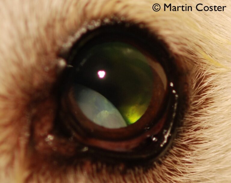 Lens Instability (Luxation/Subluxation) In the Dog & Cat • MSPCAAngell