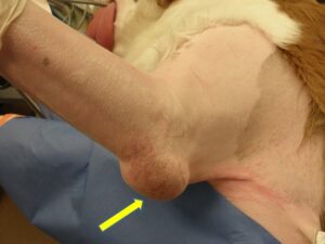 Figure 4A: Elbow hygroma (yellow arrow), St. Bernard.