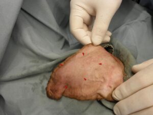 Figure 5A: Aural Hematoma, Vizsla. Arrows denote the magnitude of the hematoma pocket within the delaminated pinnal cartilage.