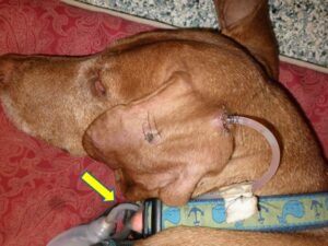 Figure 5C: Patient prior to removal of the vacuum drain system, Note the Jackson-Pratt reservoir attached to the patient’s collar (yellow arrow). An Elizabethan collar is used to protect the ear and drain system from patients attempting to scratch at the area.