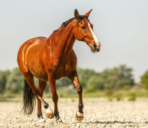 flora-the-horse-goes-to-her-new-home