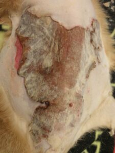 Figure 4A-Burn eschar, dorsal lumbar area of a cat. This was determined to be a partial and full-thickness burn. Conservative management was initiated, including partial surgical debridement of loose mummified skin followed by topical silver sulfadiazine ointment.