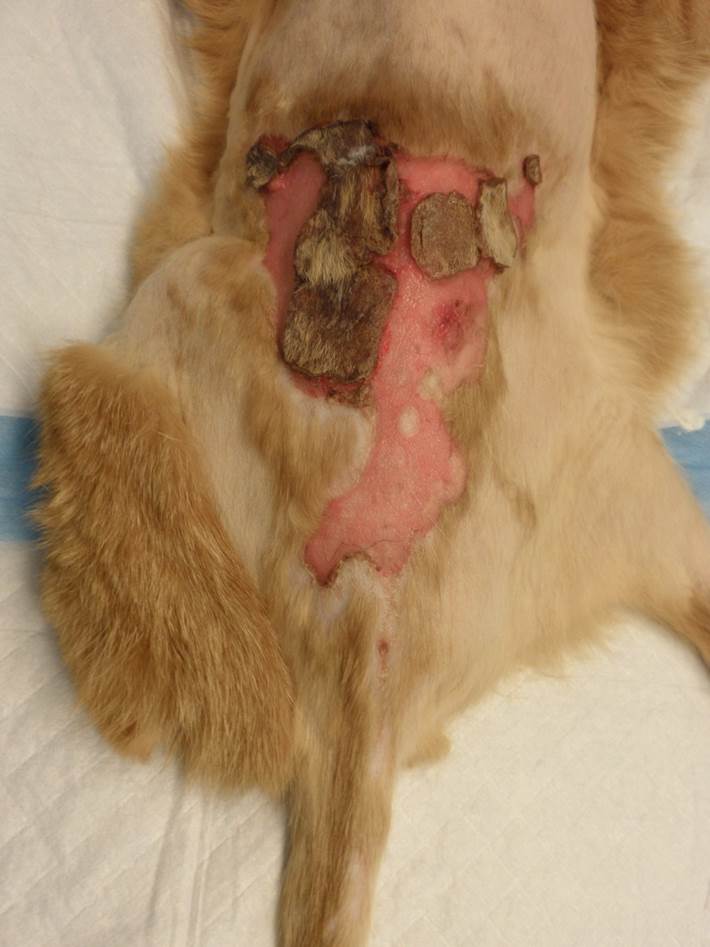 2nd Intention Healing in Full-Thickness Skin Wound Management – Revisited •  MSPCA-Angell