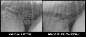 Figure 2 – Caudodorsal lungs on a lateral view in two dogs. Note the significant thickening of airways in the image on the left, compared with the thin-walled appearance of mineralized bronchi on the right. Bronchial mineralization is a common incidental finding in geriatric patients.