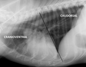 Figure 3 – Lateral view of a thorax delineating the difference between cranioventral and caudodorsal distribution. Note the air bronchograms indicating a cranioventral alveolar pattern in this dog, consistent with aspiration pneumonia.