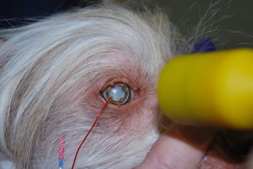 Lifting the Veil: Canine Cataracts & Cataract Surgery • MSPCA-Angell