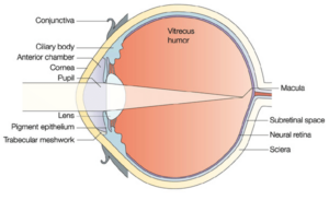 Fig. 1: The eye