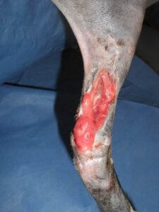 Figure 2A- Chronic, fibrotic wound bed of several months duration. 2nd intention healing failed to close this wound.