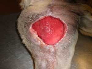 Figure 3A -Area of surgical dehiscence, inner left thigh of a dog . The skin margins have yet to adhere to the granulation bed, thereby delaying the possibility of healing by second intention.