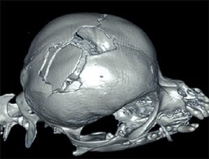Image 1: This 5yr old female Chihuahua may have been bitten in the head by another dog. A 3-dimentional CT reconstruction of the skull shows a partially displaced skull fracture lateral and caudal to the open fontanelle on the first image, and a smaller depressed skull fracture is noted dorsal to the zygomatic arch on the second image. This patient was managed with no surgical intervention.