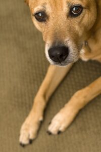 Mazza - nail diseases image