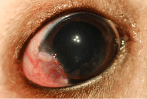 Archie’s right eye immediately after surgery. The dermoid has been removed, and in its place is a graft of conjunctival tissue. This protects the area and leaves the eye free of irritation. 
