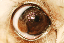 Archie’s right eye, pre-operatively. At the lower left of his cornea is the dermoid, a patch of skin with long hairs trailing across the upper cornea.