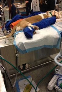 Recumbent female dog with urinary catheter in place