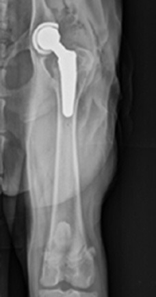 Total Hip Replacement in Young Dogs • MSPCA-Angell
