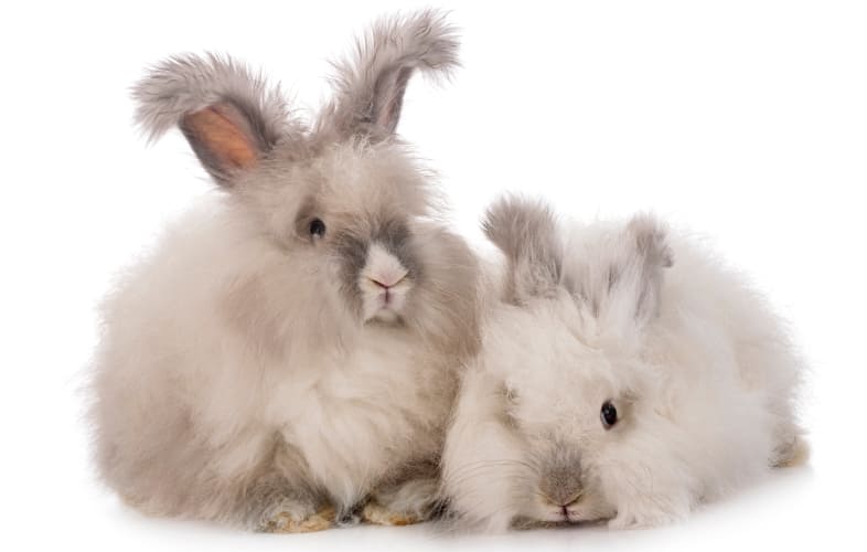 3637Angora Rabbits Recovering at MSPCA-Cape Cod after Rescue from Truro Basement