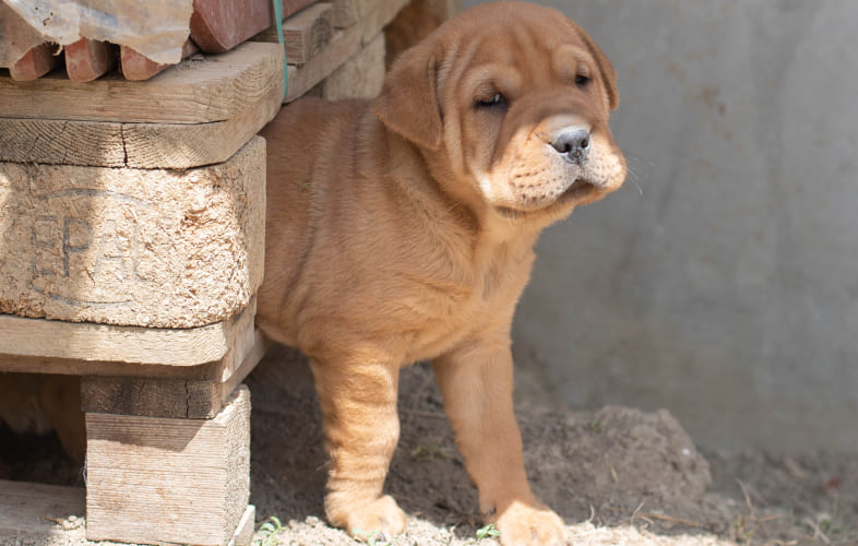5977Critically Ill “Puppy Mill” Dog on the Mend after Surgery