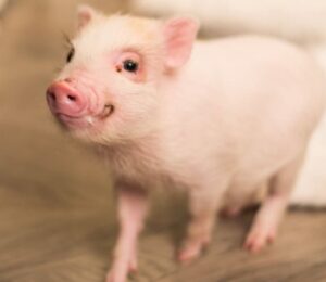 mspca-nevins-issues-call-for-pig-lovers-to-adopt