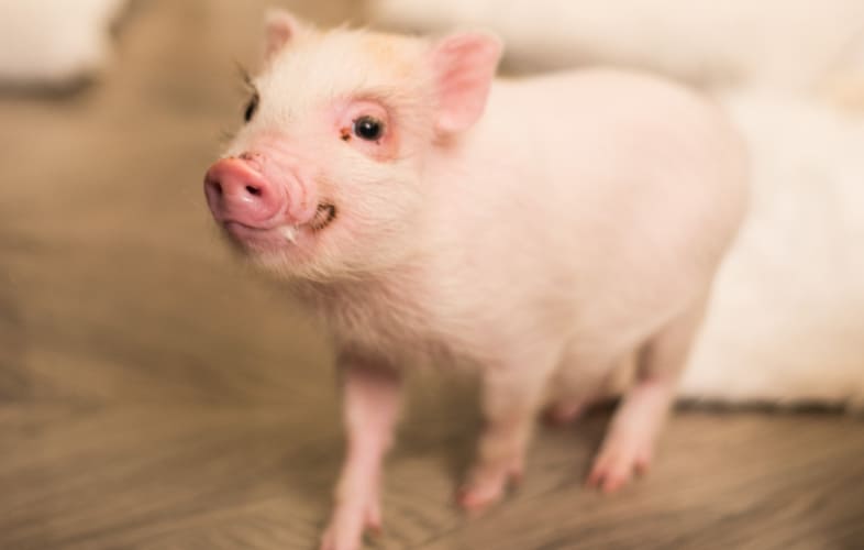 5966MSPCA-Nevins Issues Call for Pig Lovers to Adopt!