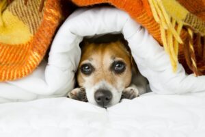 scared-dog-blanket