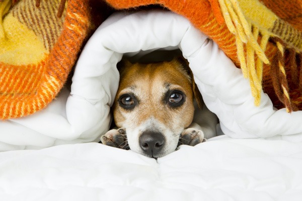Pet Tip: Loud Noises and Your Pet • MSPCA-Angell