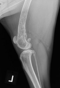 Left lateral radiograph of the distal femur of a dog with osteosarcoma. Radiographic features include osteolysis of the metaphyseal region of the femur, Codman’s triangle, and mild cortical lysis of the caudal cortex.