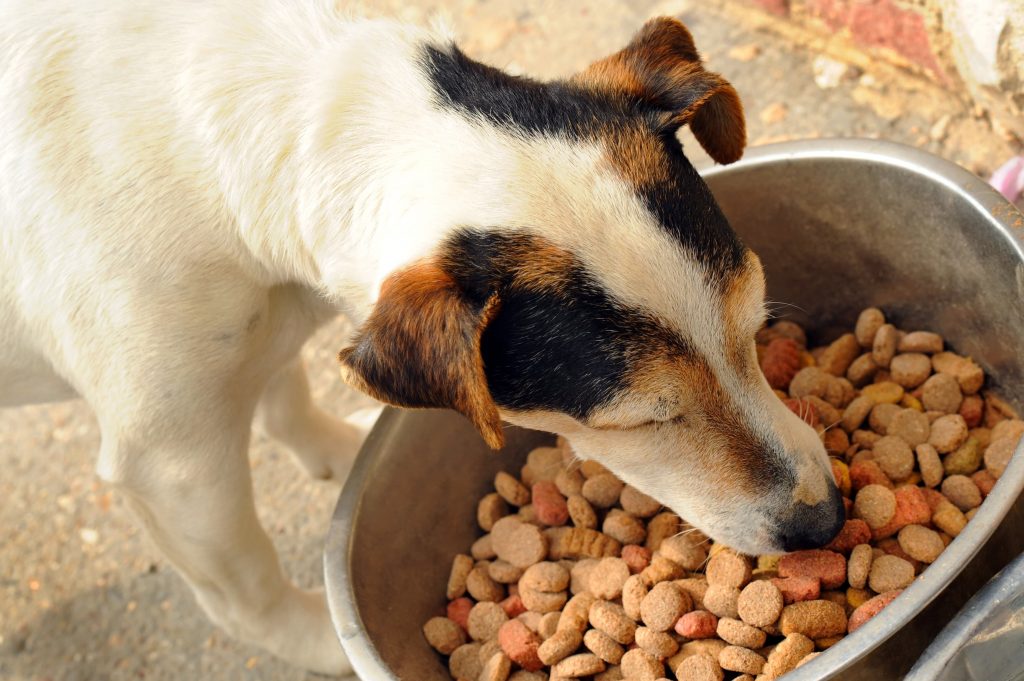 The Itchy Pet Food Allergies in Dogs and Cats • MSPCAAngell