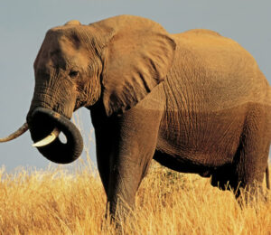 mspca-angell-lauds-city-of-cambridge-for-banning-wild-animals-from-circuses