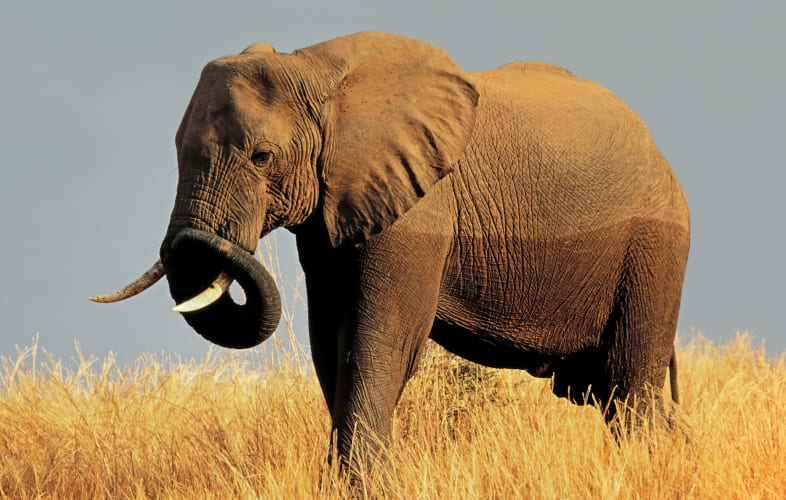 6216MSPCA-Angell Lauds City of Cambridge for Banning Wild Animals from Circuses