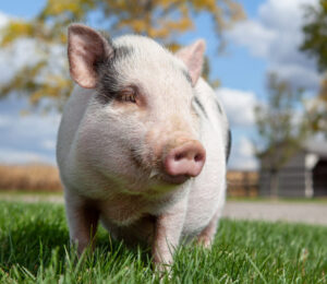 mspca-nevins-farm-spotlights-adoptable-porcines-ahead-of-national-pig-day