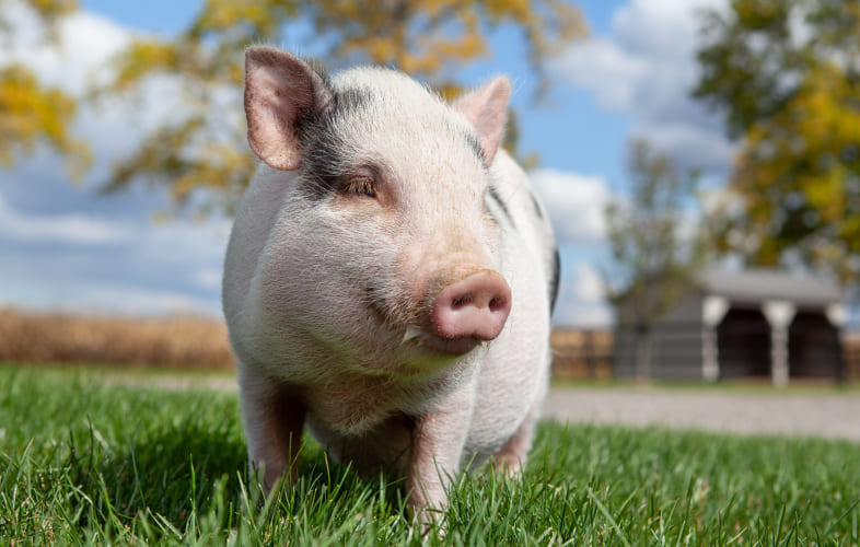 6200MSPCA-Nevins Farm Spotlights Adoptable Porcines Ahead of National Pig Day