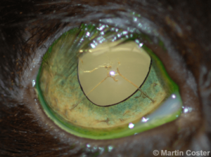 Figure 4 – Superior-lateral eyelid agenesis of the right eye of a cat; note also iris-to-lens persistent pupillary membranes.