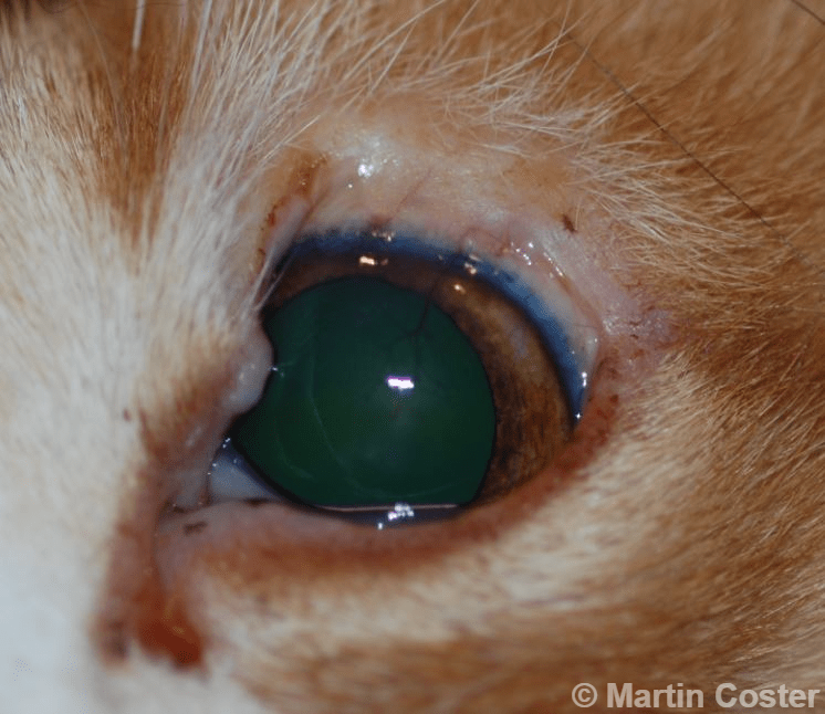 Feline Eyelid Agenesis • MSPCAAngell