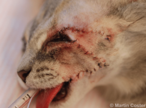 Figure 8 – The immediate post-operative appearance of a cat following lip commissure to eyelid transposition surgery.