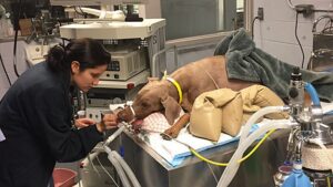Mocha, a 3-year-old doberman, was treated for eating over a pound of wristwatch pieces. 
