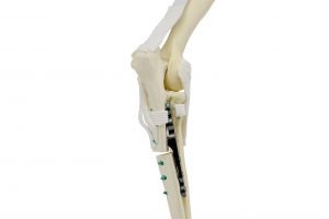 Figure 3 (PAUL-bone 2)