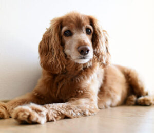 blind-elderly-dog-has-all-she-needs-except-a-home