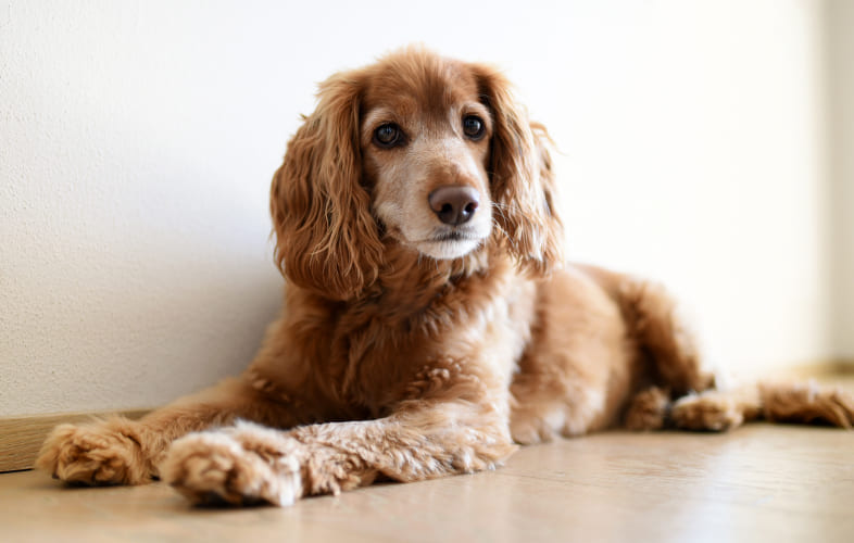 6186Blind, Elderly Dog Has All She Needs, Except a Home