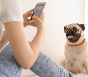 mspca-angells-pet-video-stream-up-and-running