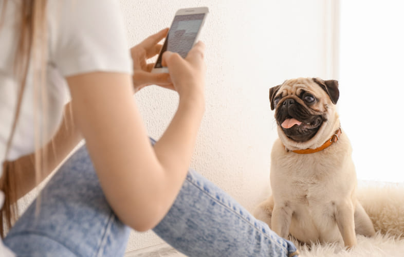 4917MSPCA-Angell’s “Pet Video Stream” Up and Running