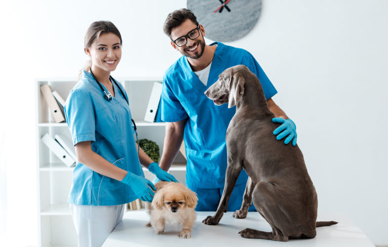 4942Angell Animal Medical Center’s Emergency & Critical Care Unit Receives Top Certification from Leading Veterinary Professional Society