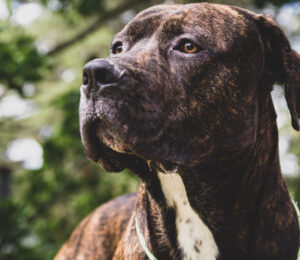 mspca-angell-levels-animal-cruelty-charge-against-phillipston-dog-owners