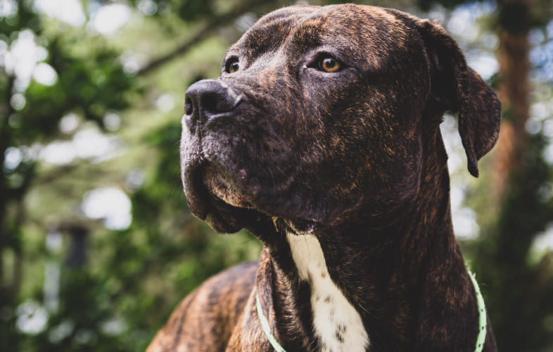 5964MSPCA-Angell Levels Animal Cruelty Charge against Phillipston Dog Owners