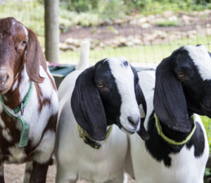 record-goat-surrender-to-mspca-nevins-farm-sparks-calls-for-adopters