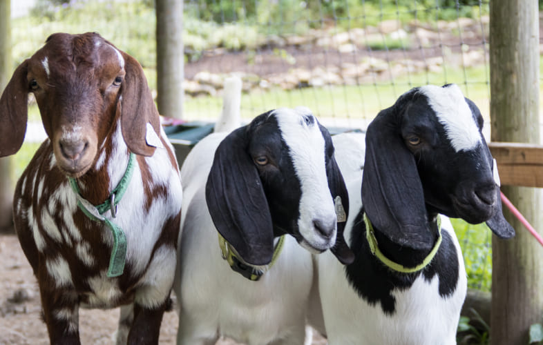 3641Record Goat Surrender to MSPCA-Nevins Farm Sparks Calls for Adopters